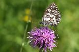 5940_Dambordje - Plitvice N.P. (Kroatia)